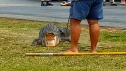 alligator wrangled florida school sot_00002011