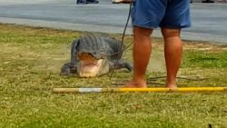 alligator wrangled florida school sot_00001624
