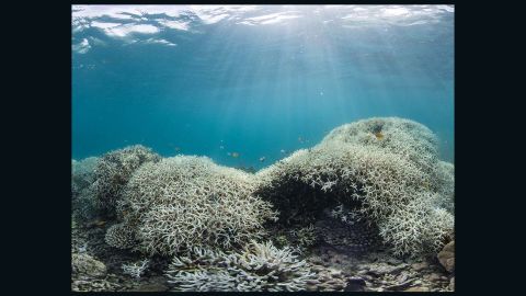 Dramatic coral bleaching in the Great Barrier Reef in March 2016.