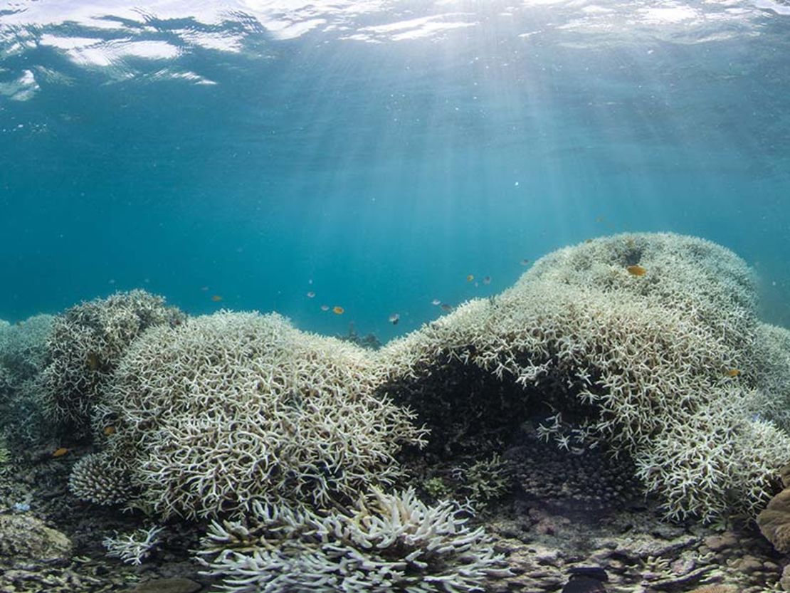 Dramatic coral bleaching in the Great Barrier Reef in March 2016.