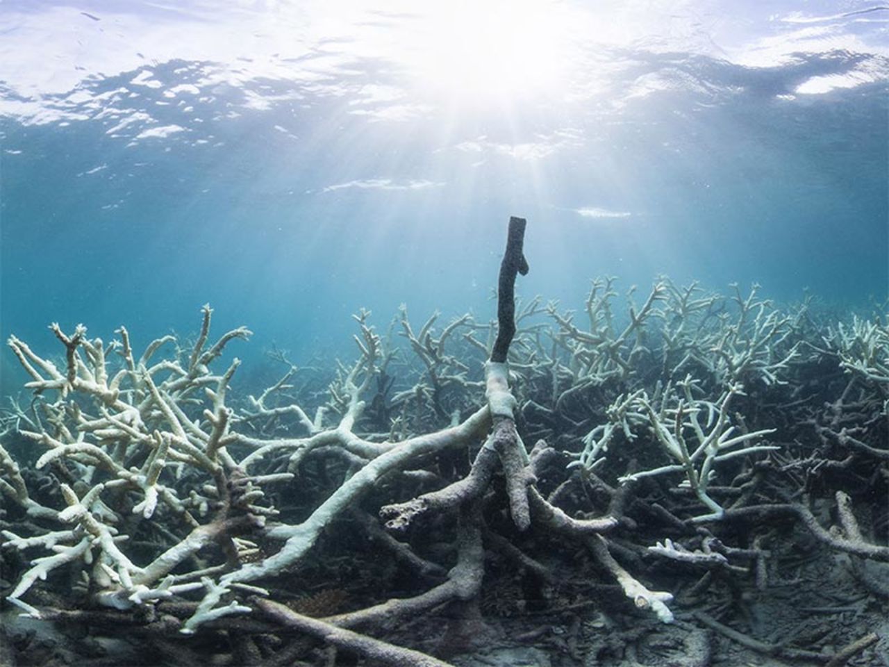 Some of the bleaching of reefs in the northern section has been described as "extreme."