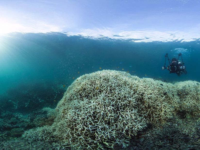 Bleaching occurs when the marine algae that live inside corals die. Of the reefs surveyed in the northern third of the Great Barrier Reef, 81% are characterized as "severely bleached."