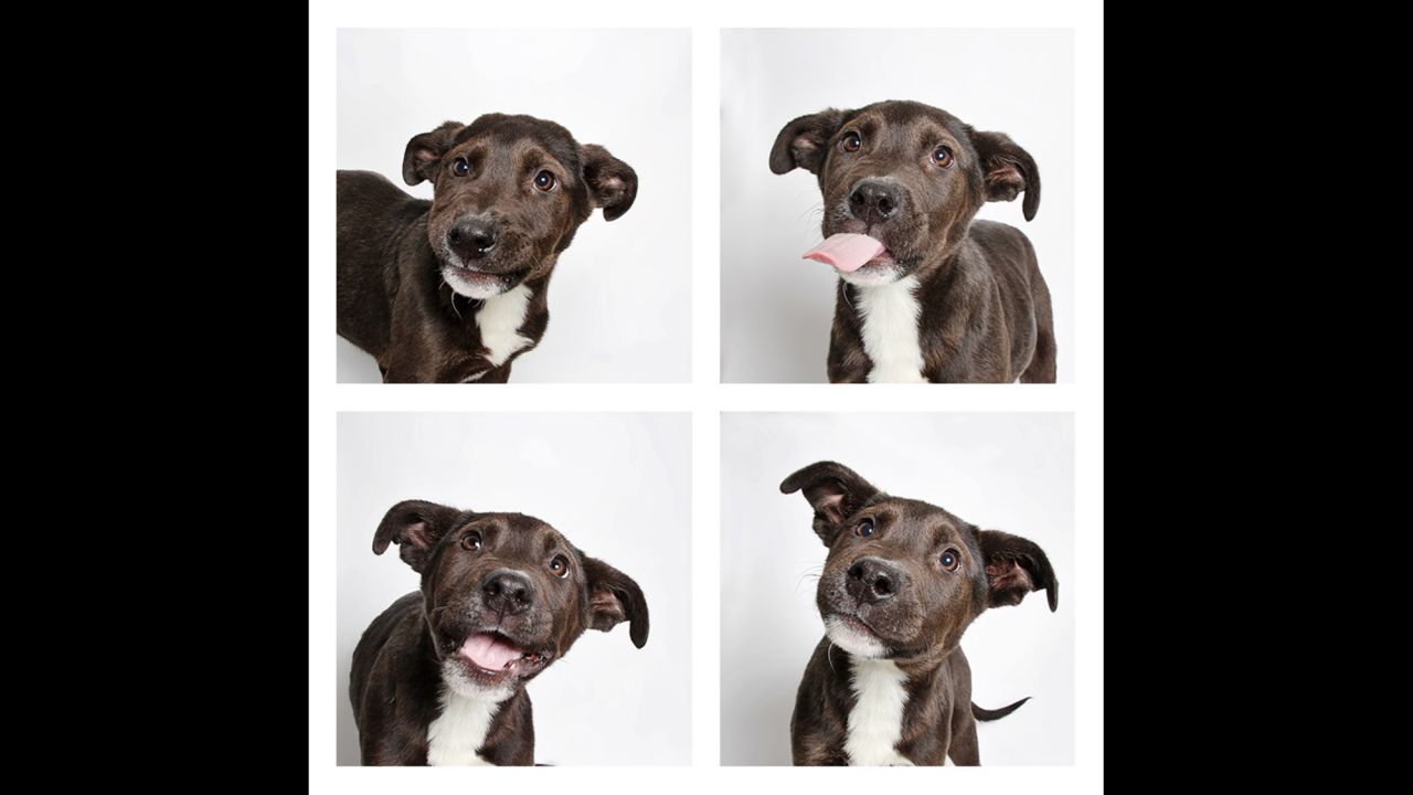 Chuck is a 4-month-old German shorthaired pointer mix.