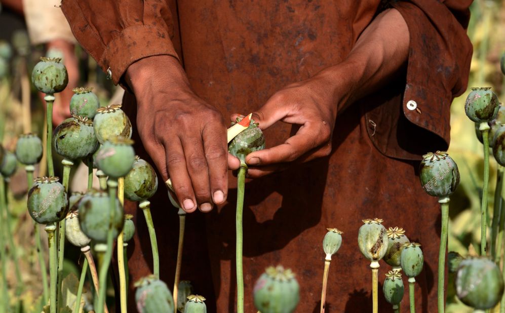 Poppy farms face many challenges both from the perspective of trying to grow crops reliably each year and the movement of narcotic materials across borders.