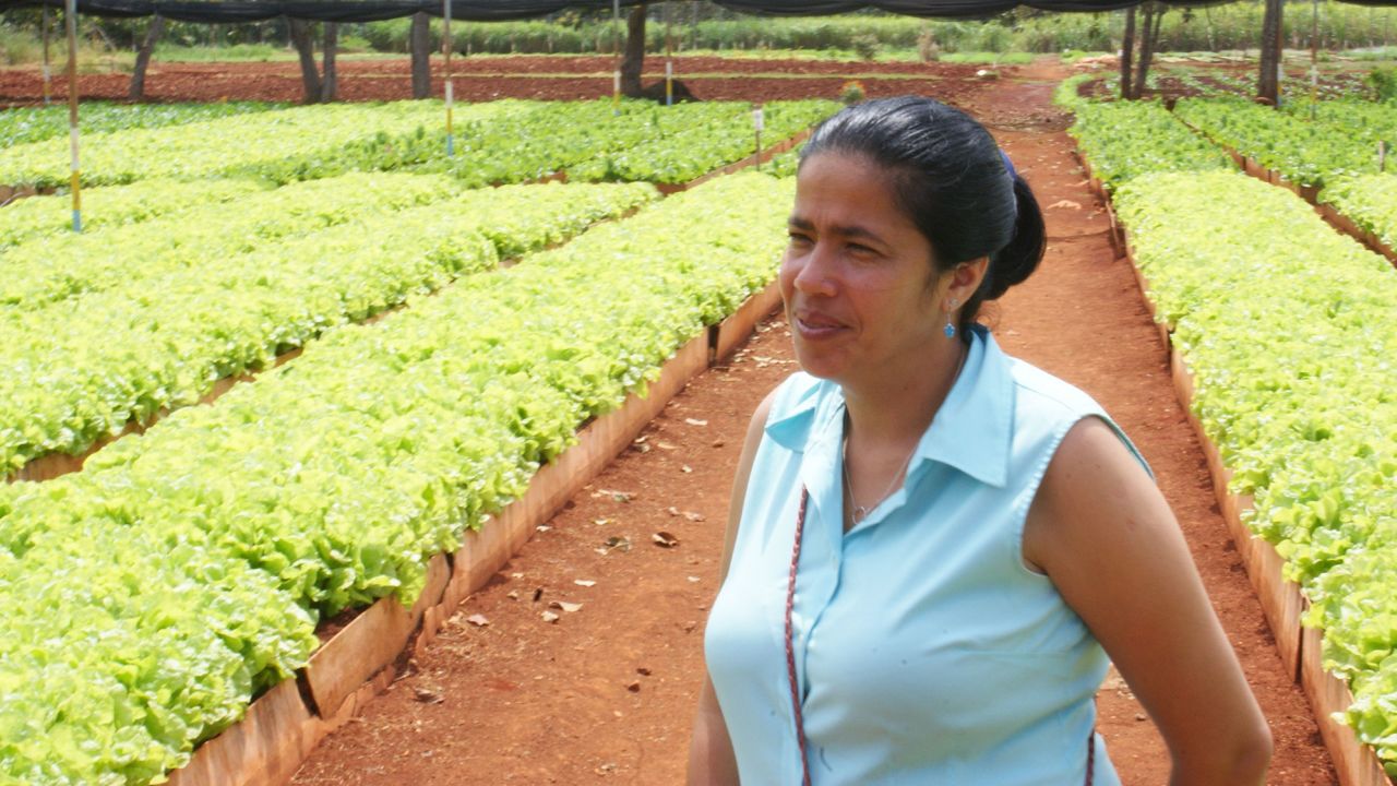 Isis Maria Salcines Milla inspects lettuce at her urban organic farm in the Havana suburb of Alamar. The farm has won worldwide praise for its work in sustainable farming.
