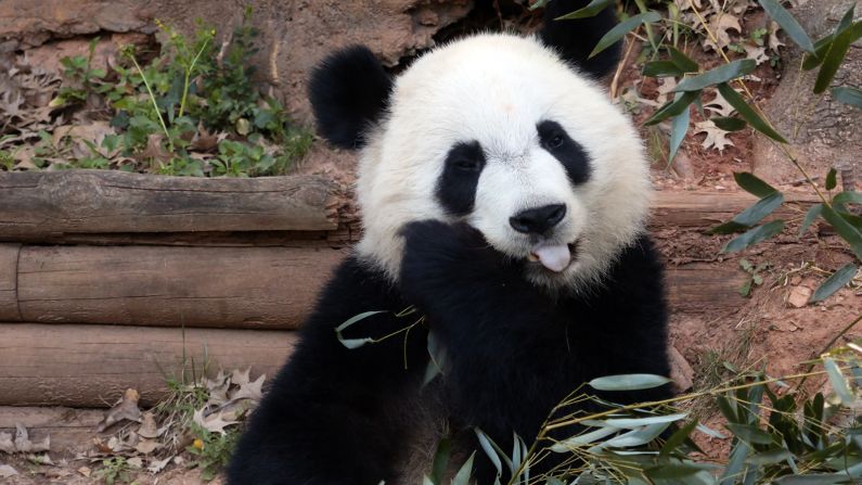 Zoo Atlanta has donated more than $10 million for the conservation of giant pandas in China.