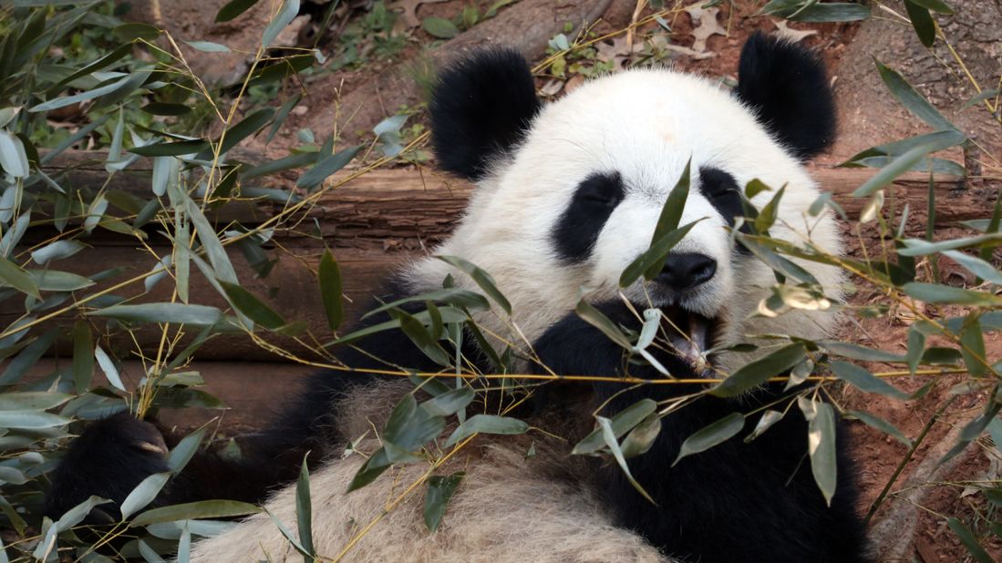 Zoo Atlanta is one of four zoos in the United States to have giant pandas as part of a partnership with China.