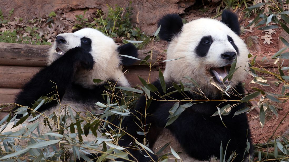 Zoo Atlanta panda twins Mei Lun and Mei Huan enjoy eating bamboo when they're not playing or napping.