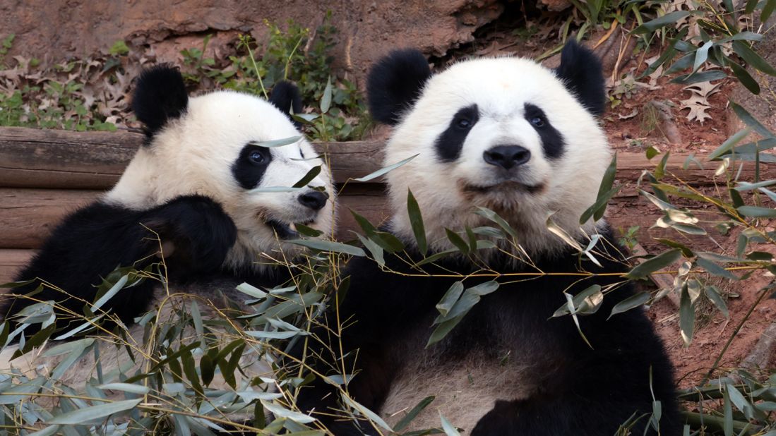 Zoo Atlanta has panda twin cubs -- sisters named Mei Lun and Mei Huan. They were born on July 15, 2013 at the zoo. They are the first panda twins born in the United States since 1987.