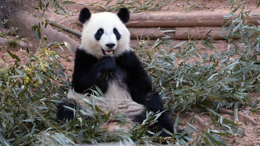 Giant pandas have strong jaw muscles that allow them to break bamboo.