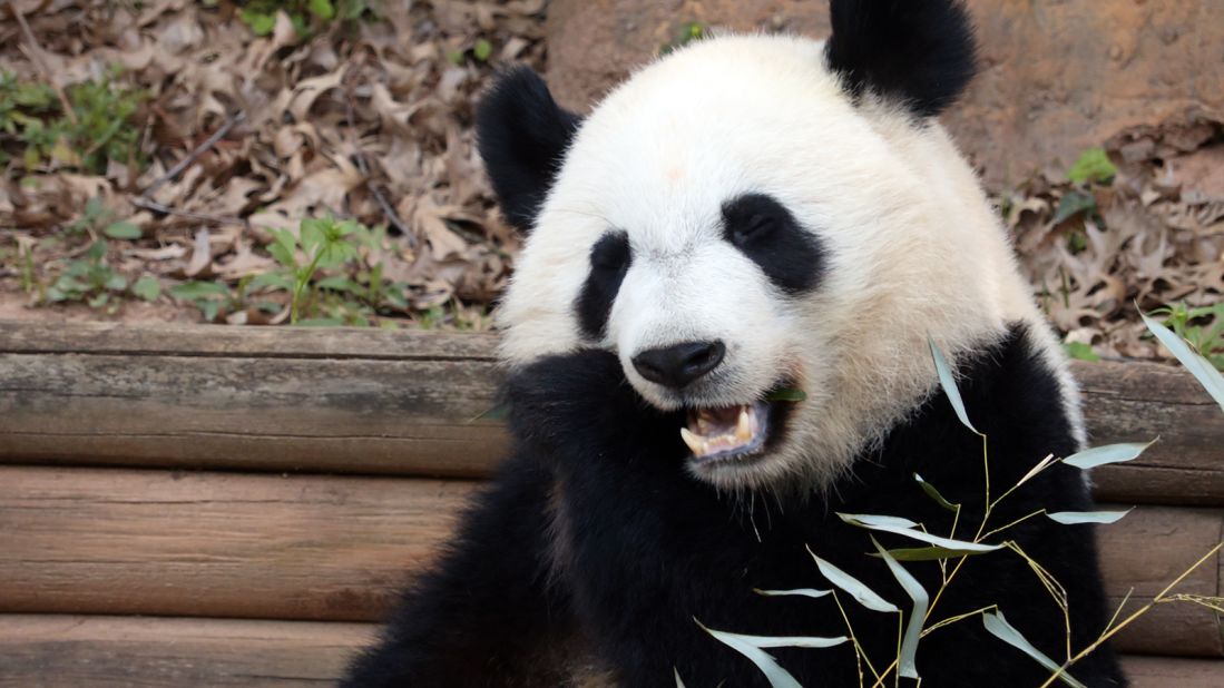 At Zoo Atlanta, the pandas eat five times a day. They also receive delicious treats of fruit, biscuits and sugar cane.