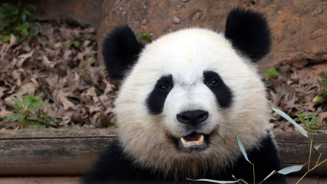 The giant panda is an endangered species with about 1,800 left in the wild.