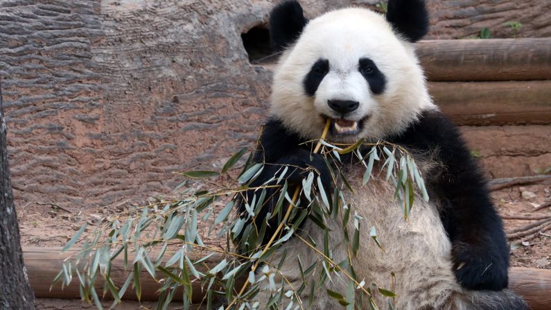 According to Zoo Atlanta, giant pandas live to be about 20 years in the wild but up to 30 years in zoos.