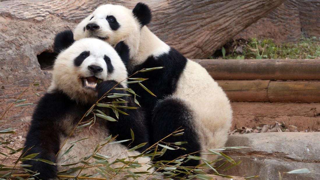A panda's diet consists mainly of bamboo, but the animals are classified as carnivores.