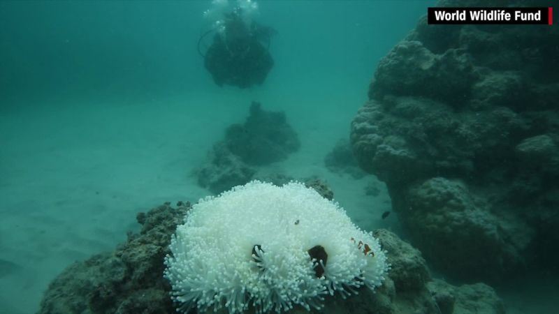 Coral Bleaching Affects Over 90% Of Great Barrier Reef | CNN