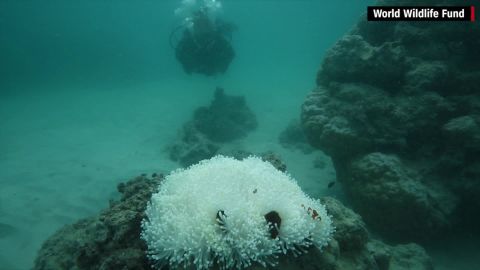 "At some reefs, the final death toll is likely to exceed 90%," Andrew Baird, of the ARC Center of Excellence for Coral Reef Studies, says.