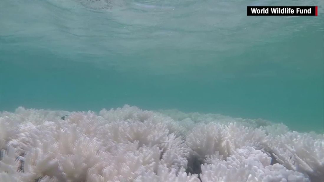 Tourism on the Great Barrier Reef generates an annual income of A$5 billion ($3.9 billion) and employs nearly 70,000 people.