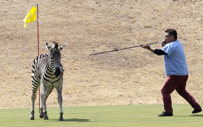 160323094315-restricted-zebra-