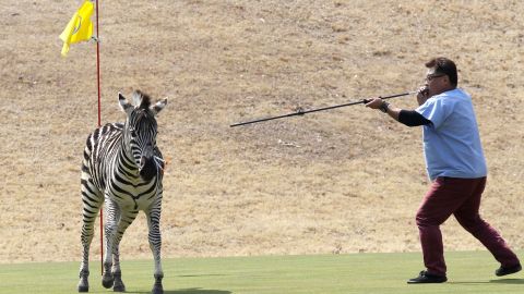 Unable to corral it, veterinarians had to shoot the zebra with tranquilizer darts.
