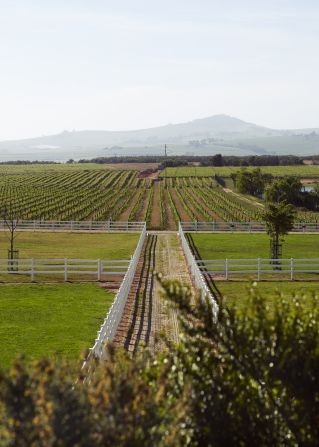 As well as paddocks and vineyards, the Cavalli estate also has a number of olive groves.