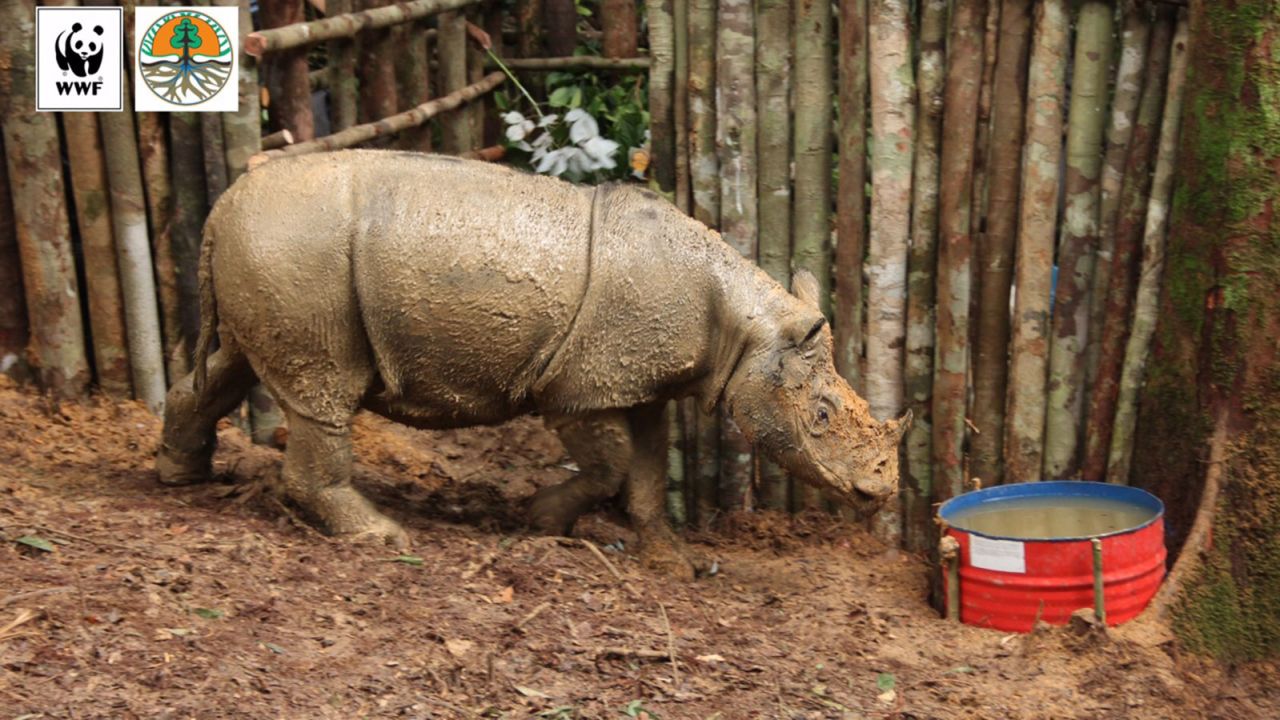 01 sumatran rhino