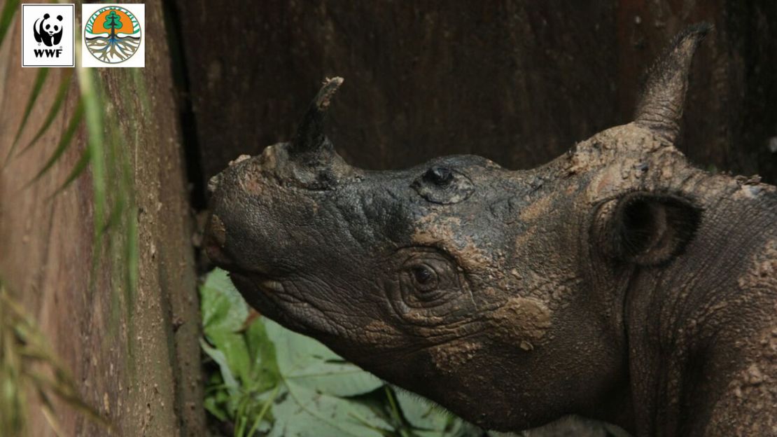 02 sumatran rhino
