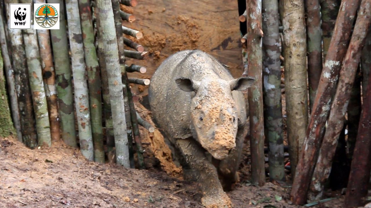 03 sumatran rhino