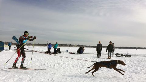 One of the largest and friendliest races in the sport of skijoring (cross country skiing with aid from dogs) in North America is the annual City of Lakes Loppet Ski Festival in Minneapolis, Minnesota.