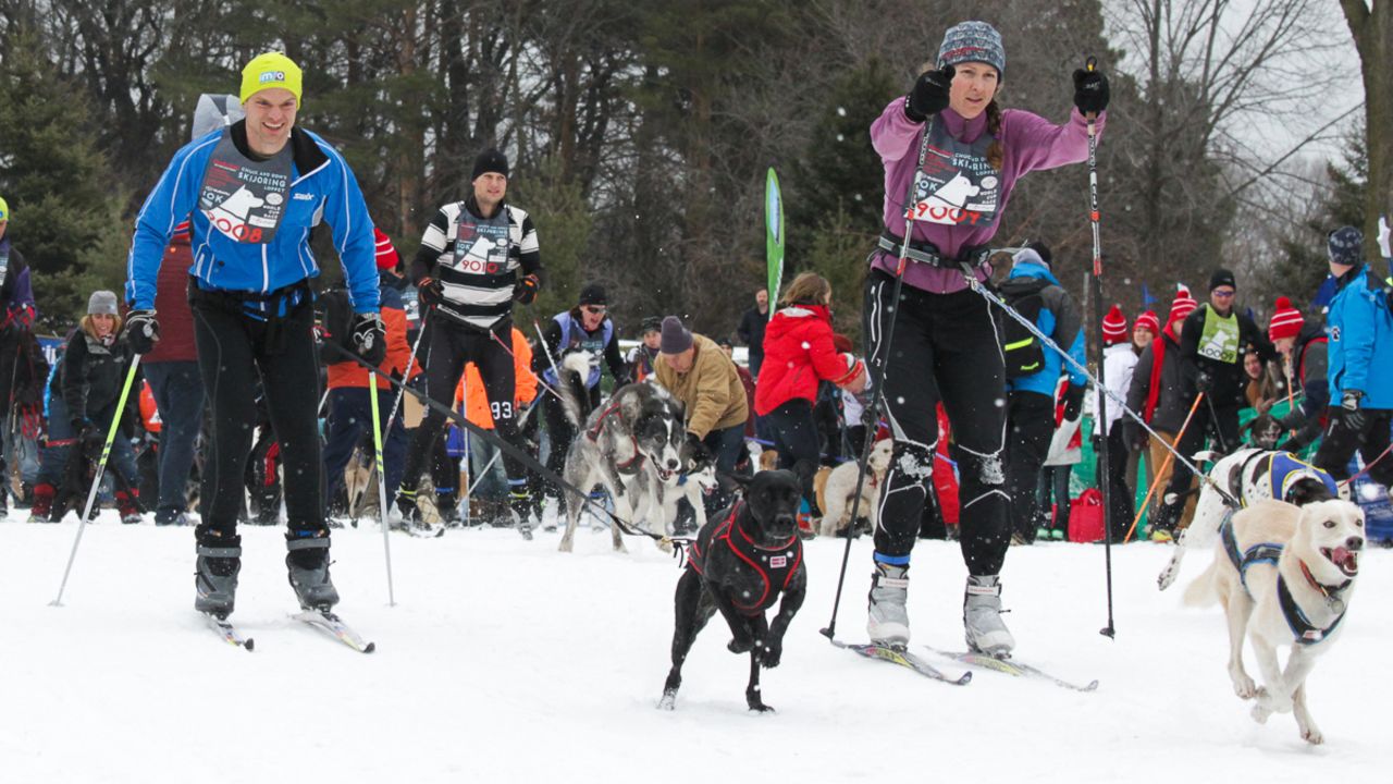 Mixed breeds such as a German shorthaired pointer combined with Greyhound are particularly competitive skijor dogs.
