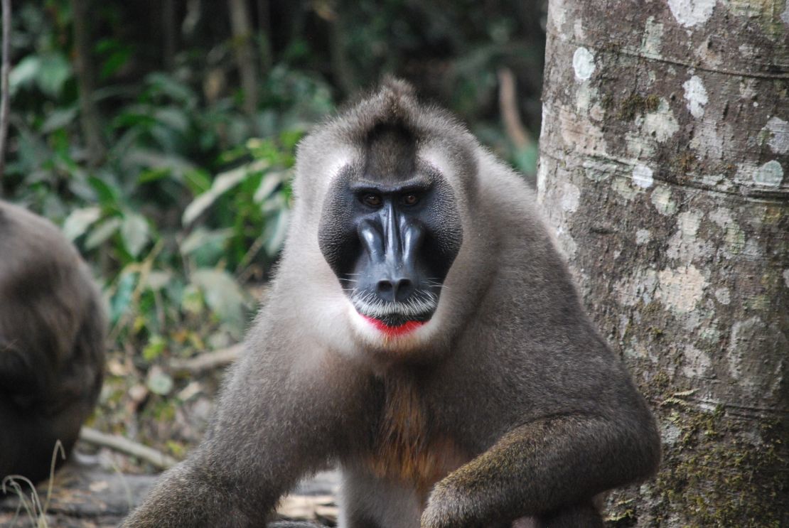 The drill monkey is bouncing back in Nigeria after presumed