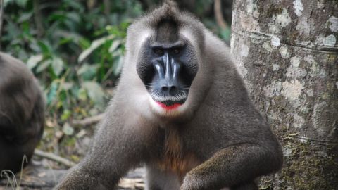 Fully-grown male drills are known for the deep purple hue in their cheeks.
