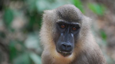 Female drill monkeys are only a fraction of the size of their bulkier male coutnerparts.