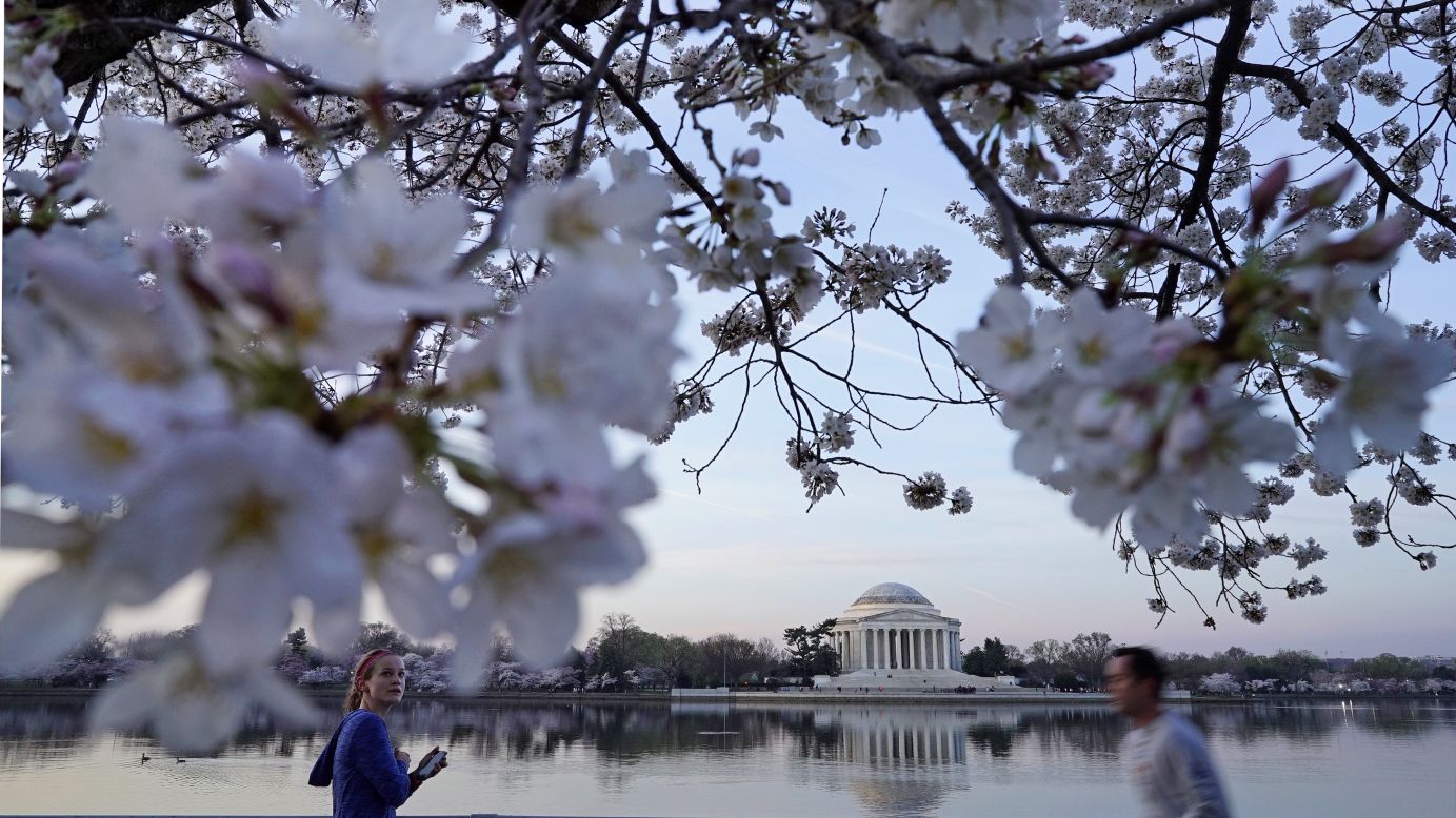 Peak bloom is reached when 70% of the blossoms are open on the Yoshino cherry trees surrounding the Tidal Basin.