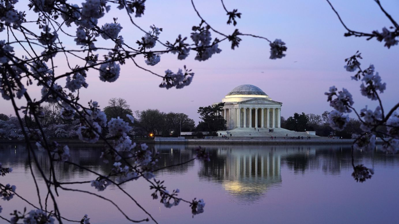 The Jefferson Memorial framed by cherry blossoms, a popular scene for visitors to photograph.