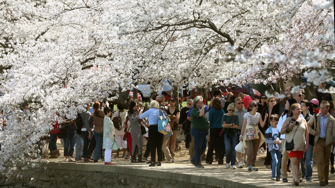 The National Cherry Blossom Festival runs through April 17 in Washington. The trees reached peak bloom this week.
