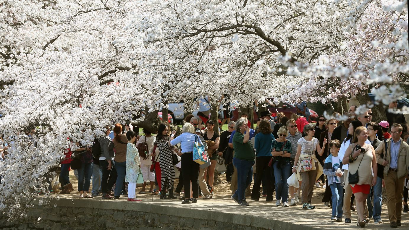 The 2017 National Cherry Blossom Festival runs from March 15 through April 16 in Washington. The scenes in this gallery were captured during last year's festival.