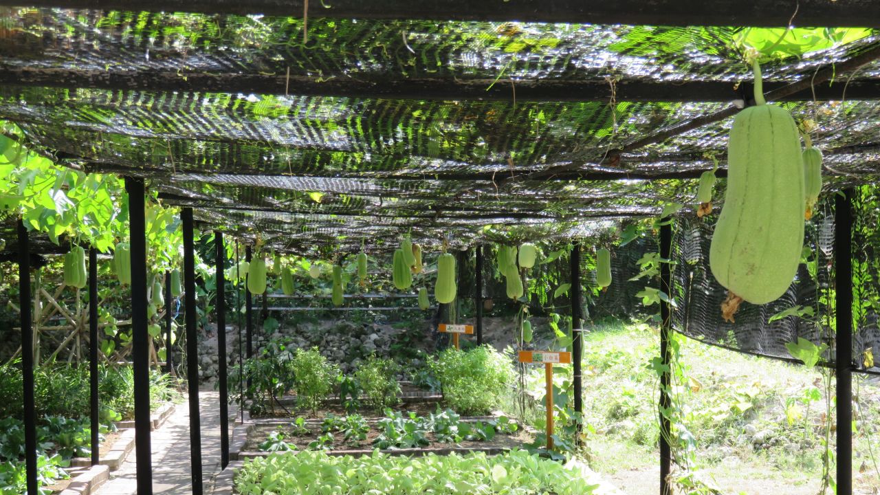 During the first ever visit for journalists to Taiping Island, officials showed off vegetable gardens, fresh water wells, a chicken coop and a pen full of goats.