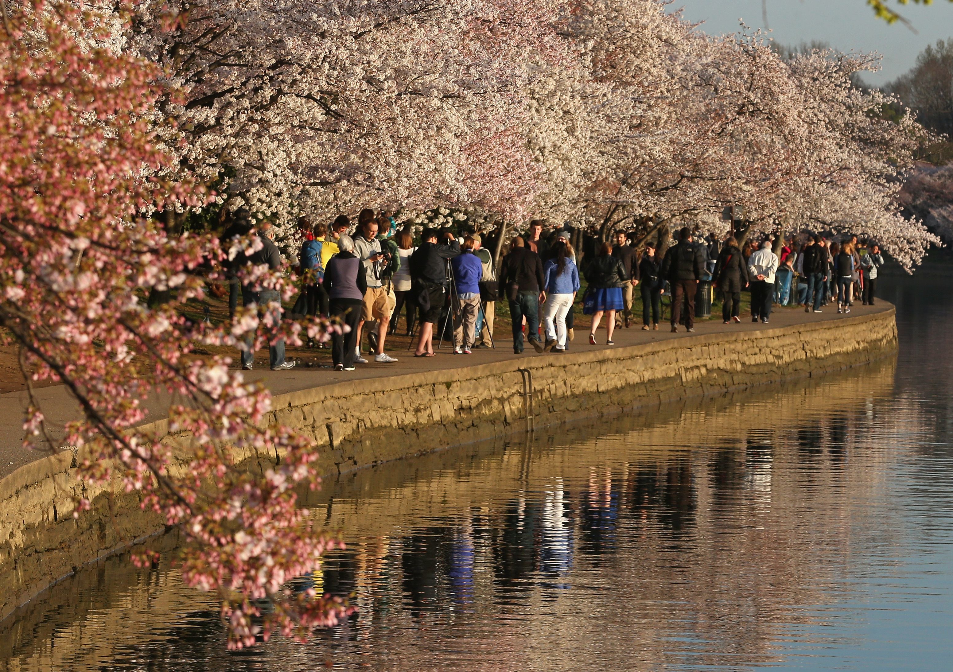 1,609 National Cherry Blossom Festival Stock Photos, High-Res