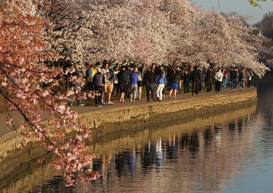 The National Park Service predicts that the trees could reach their peak bloom starting March 17.
