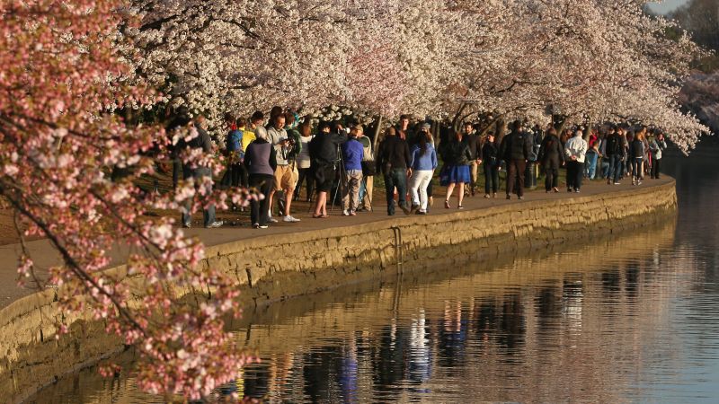 Cherry Blossom Festival – NBC4 Washington