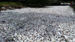 florida fish kill indian river okeechobee weather orig_00001827.jpg