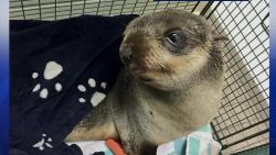 lost seal pup rescued suburbs pkg_00002526