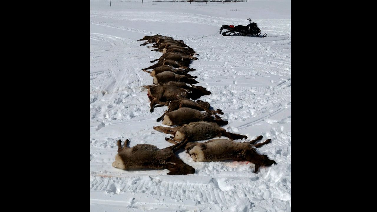 A pack of wolves killed a herd of elk earlier this month; Wyoming officials say there's nothing they can do in such cases because  wolves are federally protected and managed.