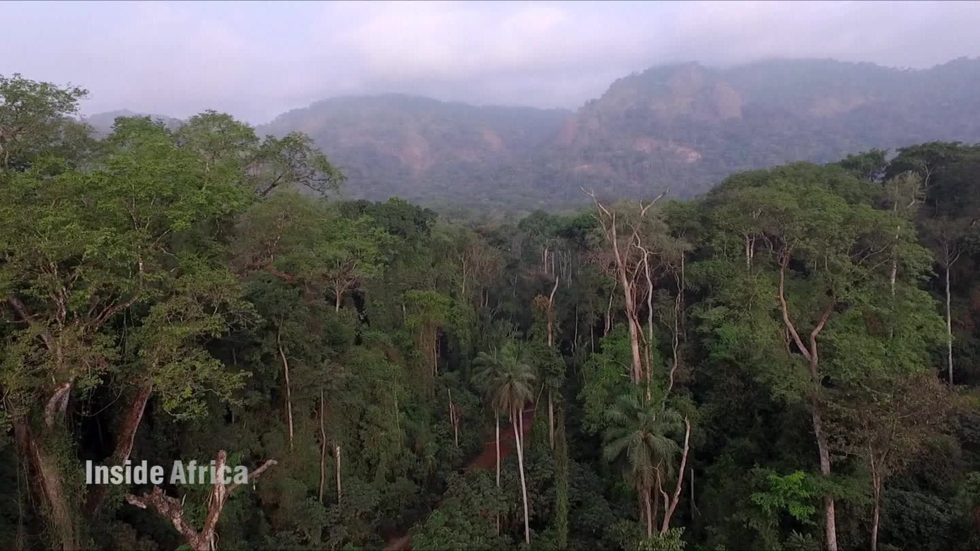 Inside one of the oldest primary rainforests in Africa | CNN