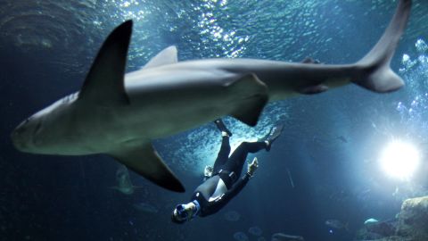The four times Apnea world record holder, Pierre Frolla, dives near a shark, at the Aquarium of Paris. 
