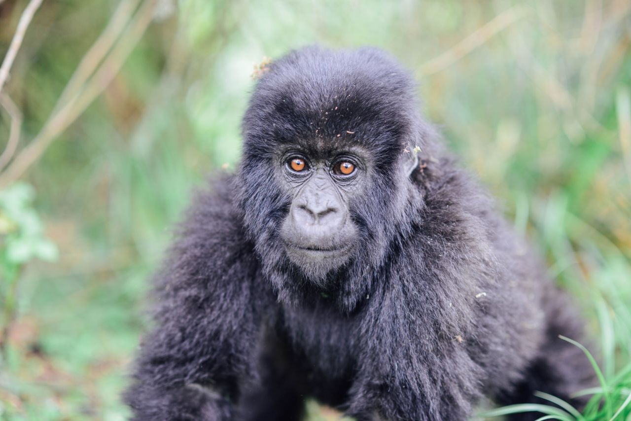 A young mountain gorilla is among the animals the Dian Fossey Gorilla Fund protects in Volcanoes National Park, Rwanda.