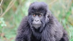 An infant mountain gorilla that the Dian Fossey Gorilla Fund protects in Volcanoes National Park, Rwanda.
