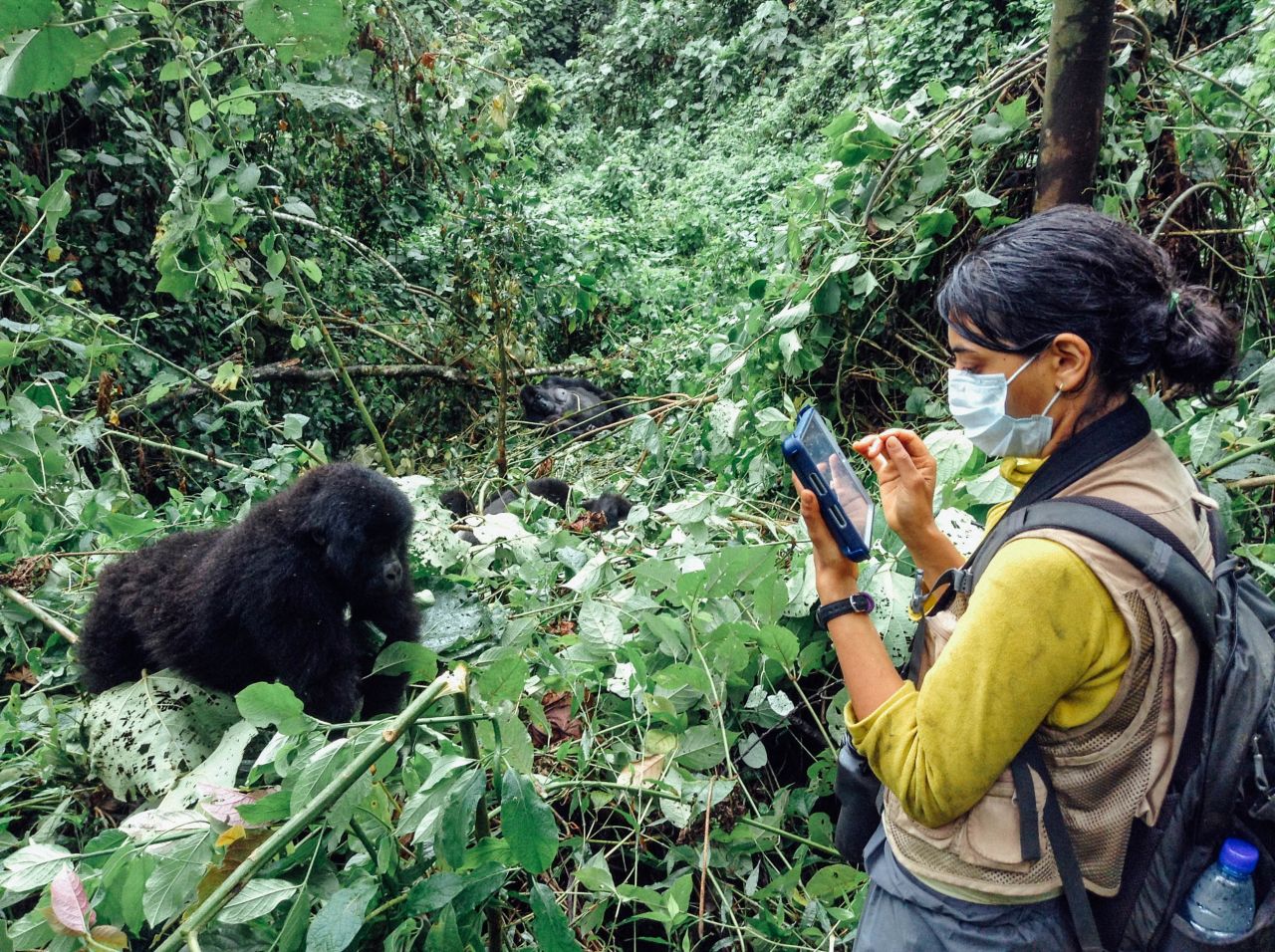 Researcher Neetha Iyer collects data on eastern lowland gorillas at Kahuzi-Biega National Park in Democratic Republic of Congo. 