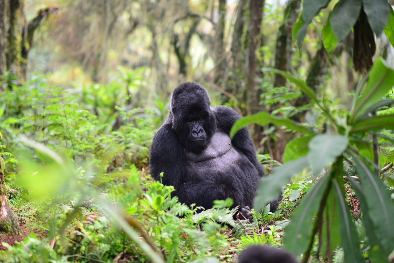 A silverback mountain gorilla is protected by the Dian Fossey Gorilla Fund in Volcanoes National Park, Rwanda.