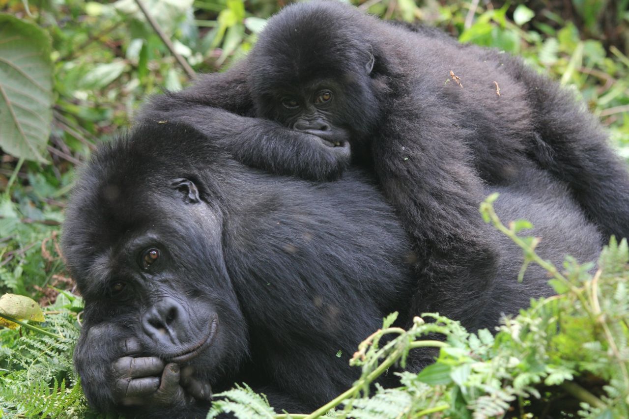Eastern lowland gorillas relax in Kahuzi-Biega National Park in Democratic Republic of the Congo. 